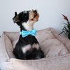 MR. CHUBBYFACE Summer Dog Collar Blue Collar with Bow Adjustable