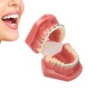 Dental Orthodontic Model 28pcs Teeth Resin Dental Teaching Teeth Model