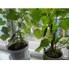 KIRA SEEDS - Indoor Cucumber F1 - Self-Pollinated - Heirloom