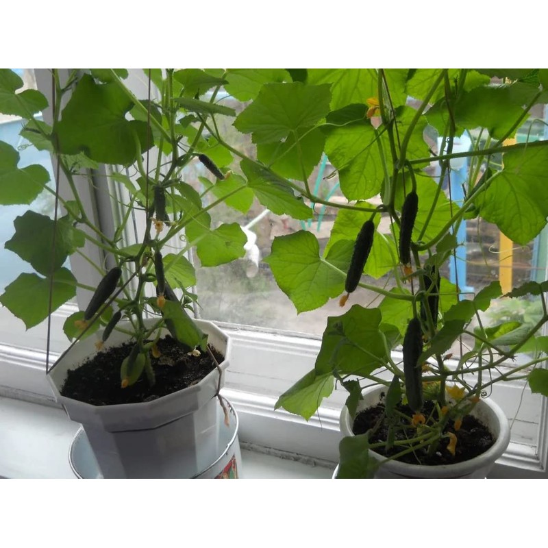 KIRA SEEDS - Indoor Cucumber F1 - Self-Pollinated - Heirloom