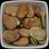 ZeeHERBS Fava Beans - Vicia Faba - 8 oz