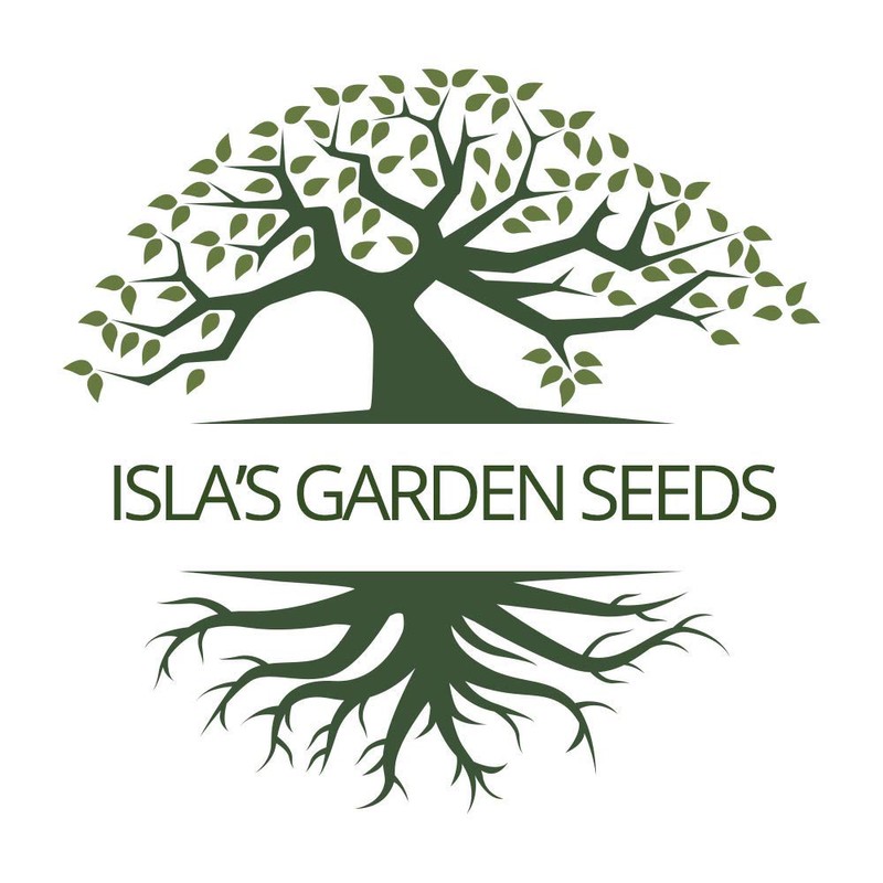 Green Globe Artichoke Seeds, 50 Heirloom Seeds Per Packet, Non