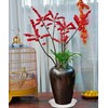 Bleuhome 6 Pack Plant Saucer 4 5 inch (4 inch