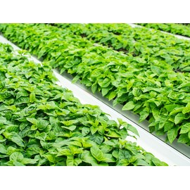 Pepper Joe’s Apocalypse Scorpion Pepper Plants – 4 Live Hot Chili Plants – 2 to 6 Inches Tall Scorpion Pepper Seedlings for Garden or Container Planting – USA Grown with Careful Delivery