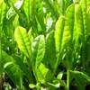 Palm Beach Medicinal Herbs - Tea Plant (Camellia sinensis) -