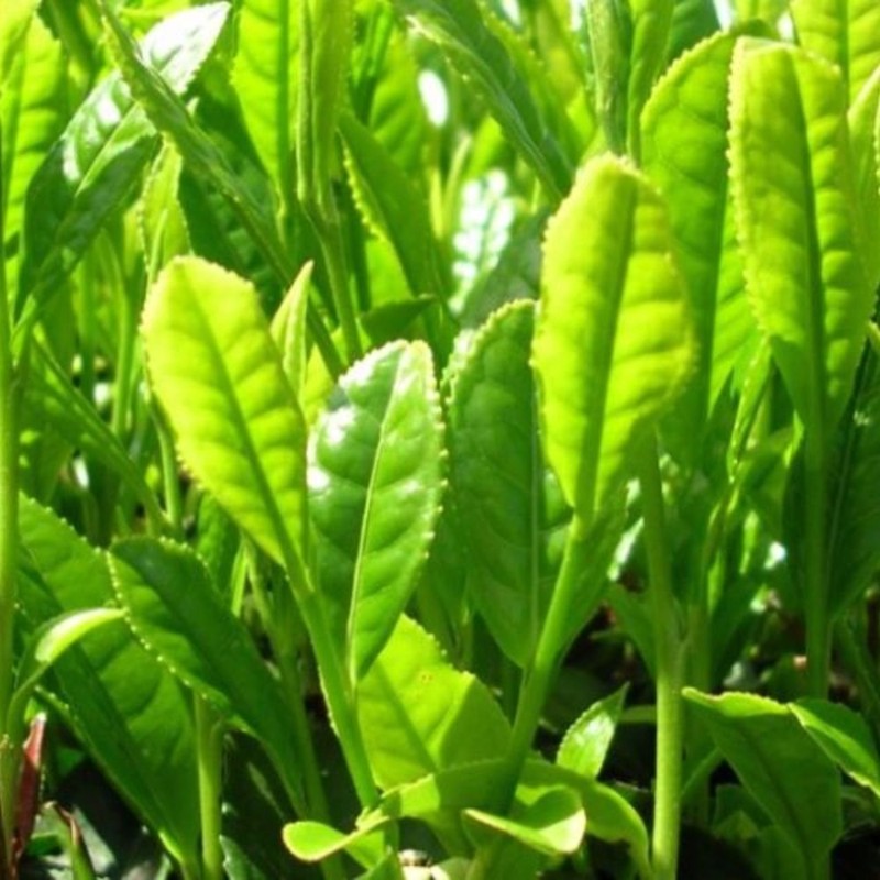 Palm Beach Medicinal Herbs - Tea Plant (Camellia sinensis) -
