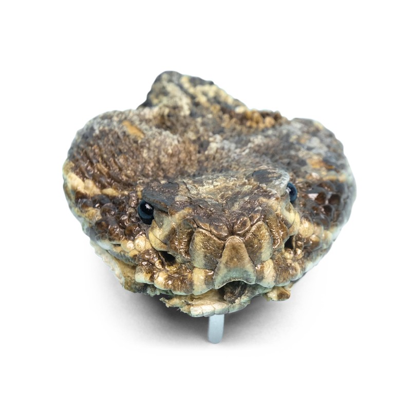 Generic Real Rattlesnake Belt Buckle: Full Head, Natural