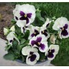 Heirloom 50- Pansy Flower Seeds Silverbride Pansies