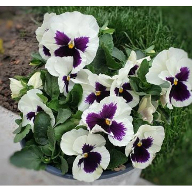Heirloom 50- Pansy Flower Seeds Silverbride Pansies