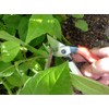 Okatsune No. 101 Pruning Shears 7.1 inches (180 mm)