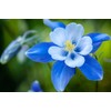 1,000+ Blue Colorado Columbine Flower Seeds, Non-GMO