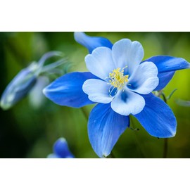 1,000+ Blue Colorado Columbine Flower Seeds, Non-GMO