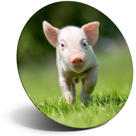 Destination Vinyl ltd Magnet for Refrigerator, Fridge - Cute Pink Piglet Farm Animal Pigs for Office, Cabinet and Whiteboard, Magnetic Stickers, 44802