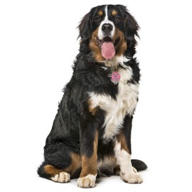 Spoilt Rotten Pets 38mm Diameter Pink 'Call My Mum She's Ugly Crying' Dog Cat Identity Disc, Pet Identity Cat Kitten Dog Puppy ID Tag, Custom Printed with Your Contact Details