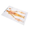 Chinese and English Acupoint Wall Chart Front Large Size Comprehensive
