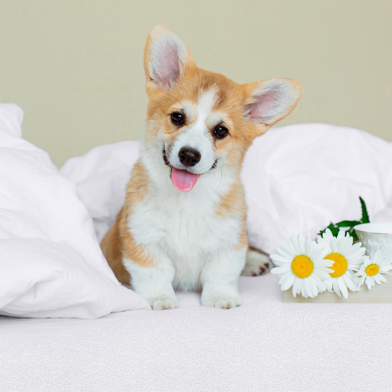 Utopia Bedding 100% Waterproof Mattress Protector, Breathable, Hypoallergenic Mattress Topper