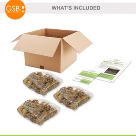 Garden State Bulb Olympic Flame Gladiolus Flower Bulbs, 12/14cm, Spring Planting (Bag of 90)