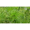 Dwarf Egyptian Papyrus - Cyperus isocladus - Non-Invasive - Indoor