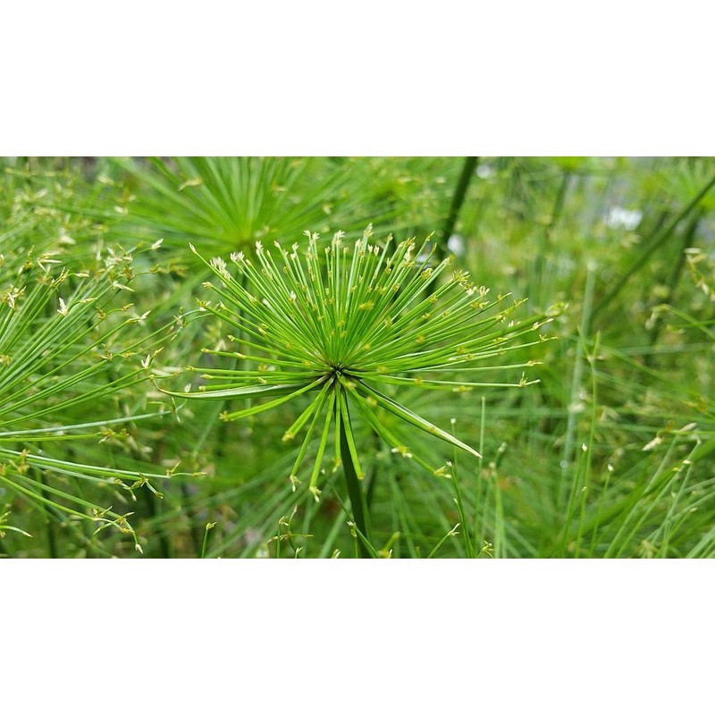 Dwarf Egyptian Papyrus - Cyperus isocladus - Non-Invasive - Indoor