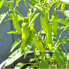 100PCS Pepperoncini Pepper Seeds Golden Greek Vegetable Capsicum Seeds Heirloom