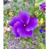 Home-Growth Lilac Hibiscus, Alyogyne Huegelii - 20 seeds 2024 -