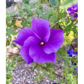 Home-Growth Lilac Hibiscus, Alyogyne Huegelii - 20 seeds 2024 - USA