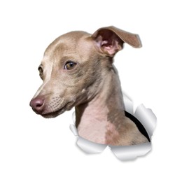 Winston & Bear Cute Greyhound Dog Wall Decals - 2 Pack - Greyhound 3D Sticker Decals for Walls, Cars, Toilet and More - Retail Packaged Greyhound Gifts