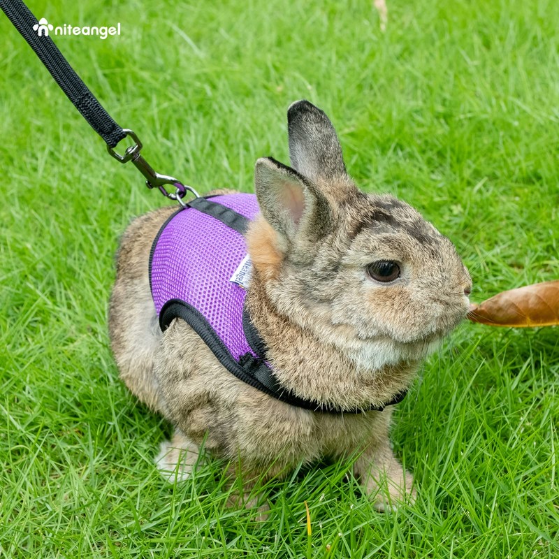 Niteangel Adjustable Soft Harness with Elastic Leash for Rabbits (M,