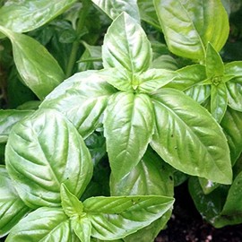 Organic Basil, Italian Large Leaf - 1 OZ ~16,000 Seeds - Non-GMO, Open Pollinated, Heirloom, Culinary Herb Gardening & Microgreens Seeds