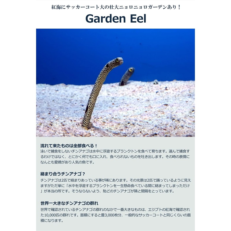 DAYOFF Mask Strap Cover Fish Design Diving Mask Snorkeling Mask