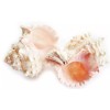 Set of 12 Large Pink Murex Shell 4-4 1/2" Beach