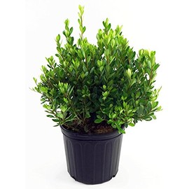 Azalea 'Blaauw's Pink' (Azalea) Shrub, salmon pink, #3 - Size Container