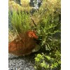 *INSTANT AQUARIUM CYCLE* Bacteria Starter With Live Microfauna + Plants