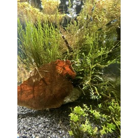 *INSTANT AQUARIUM CYCLE* Bacteria Starter With Live Microfauna + Plants And Moss