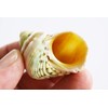 Select 10 Hermit Crab Shells Turbo Changing Seashells Small-Medium 1"-2"