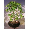 Bonsai Boy's Flowering Dwarf Weeping Barbados Cherry Bonsai Tree - Large malpighia Pendiculata