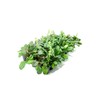 Ajuga Reptans Bronze Beauty | 3 Live Plants | Carpet