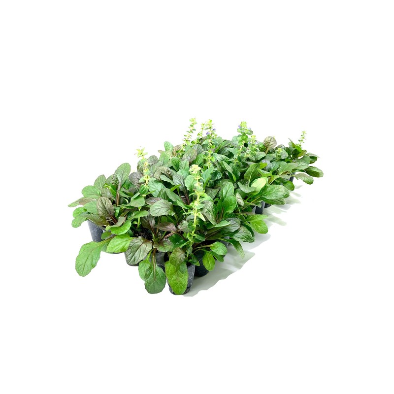 Ajuga Reptans Bronze Beauty | 3 Live Plants | Carpet