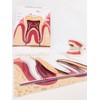 Pacha Echecs® - Anatomy of Montessori Teeth - Learning Material