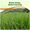 Outsidepride Ryegrass Seeds - 50 lb. Annual, Hardy & Fast-Growing,