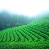 New Gyokuro Tea Jade Dew Gyokuro Organic Loose Leaf Tea