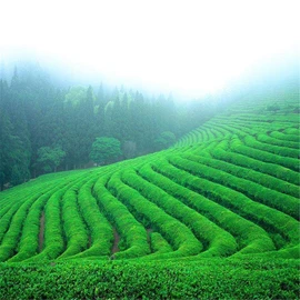 New Gyokuro Tea Jade Dew Gyokuro Organic Loose Leaf Tea Chinese Herbal Green Tea (250g)