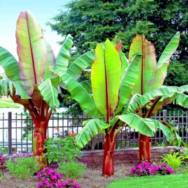 CZ Grain Abyssinian Banana Tree Seeds for Planting (5 Seeds) - Ensete ventricosum