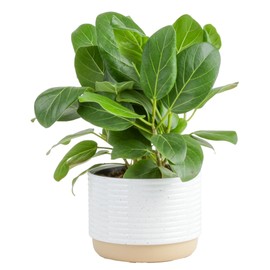 Costa Farms Ficus Audrey Live Plant | 1-2 Feet Tall Indoor Houseplant in 6-Inch Minimal Decor Pot | Easy to Grow, Air Purifying | Room, Office, and Home Decor