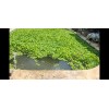 Water Purple Hyacinth Free Floating Aquarium/Pond Plants
