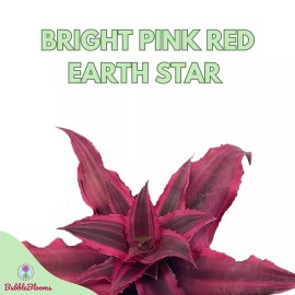 Florida House Plants Cryptanthus Bivittatus, 2 inch, Red Star Bromeliad, Tiny Mini Pixie Plant, Brigh