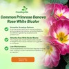 Outsidepride 50 Seeds Annual Primula Common Primrose Rose White Bicolor