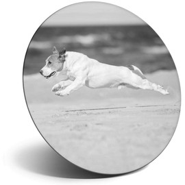 Destination Vinyl ltd Magnet for Refrigerator, Fridge BW - Cute Jack Russell Dog Puppy Beach for Office, Cabinet and Whiteboard, Magnetic Stickers, 41491
