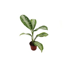 Aglaonema Silver Moon - 4'' from California Tropicals