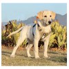 UNA MASCOTA Pechera Arnés De Seguridad para Perro Mediano Y